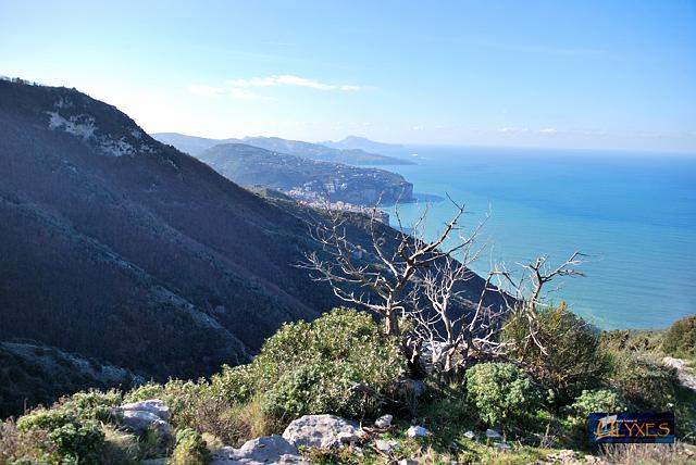 paesaggio con tronco di ulivo.JPG